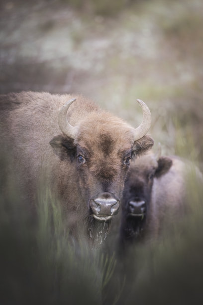 bison