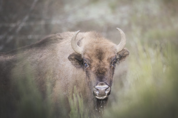 bison