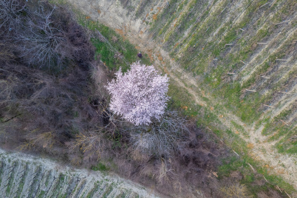 广红樱花