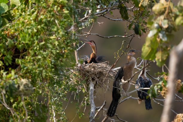 perched