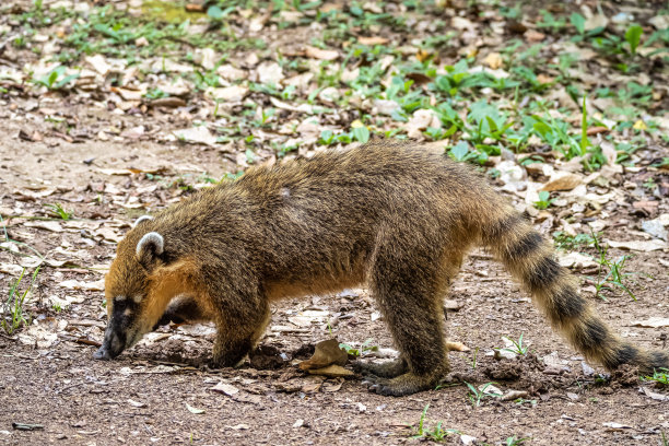coatimundi