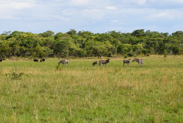 savanna