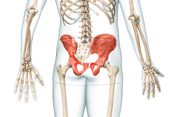pelvis