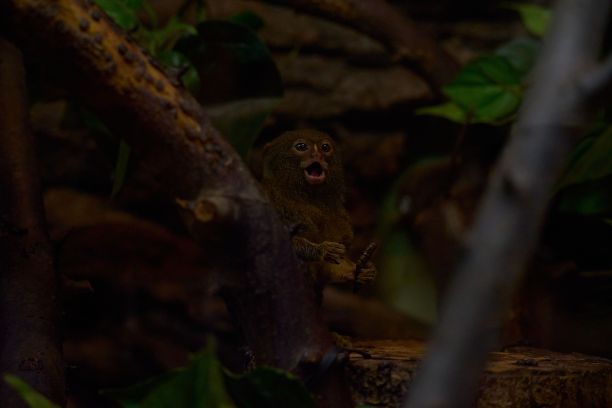 marmoset