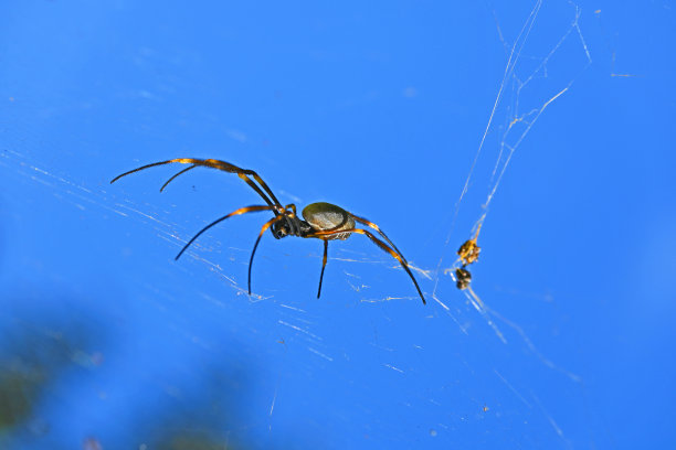 arachnid