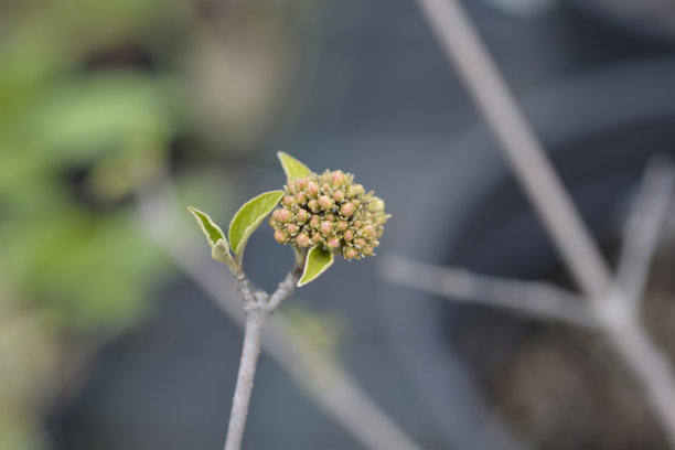 viburnum