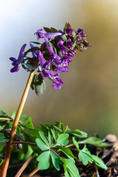 corydalis