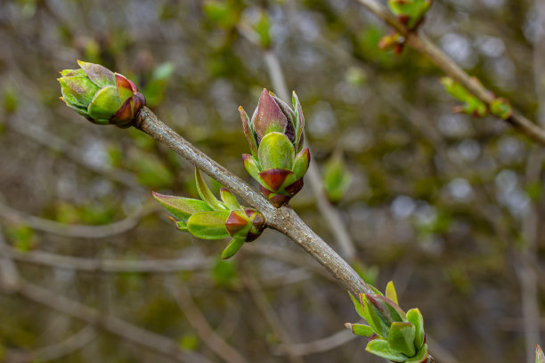 twig