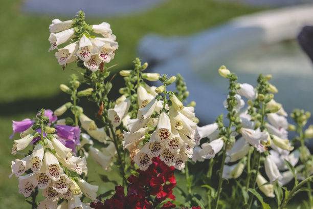 digitalis