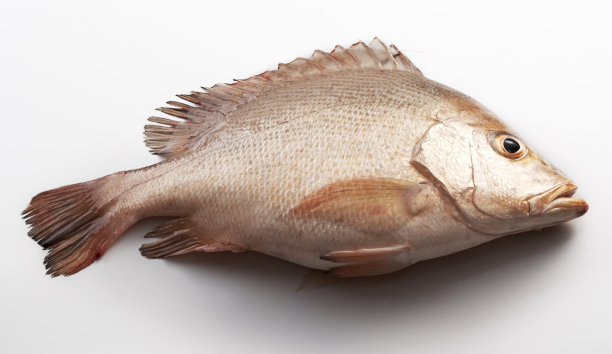 snapper