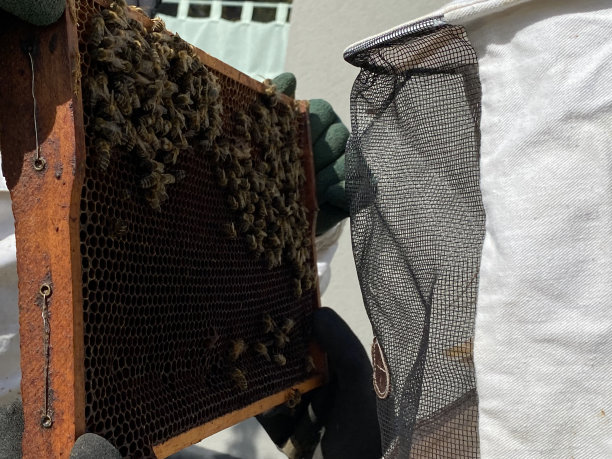 beekeeper