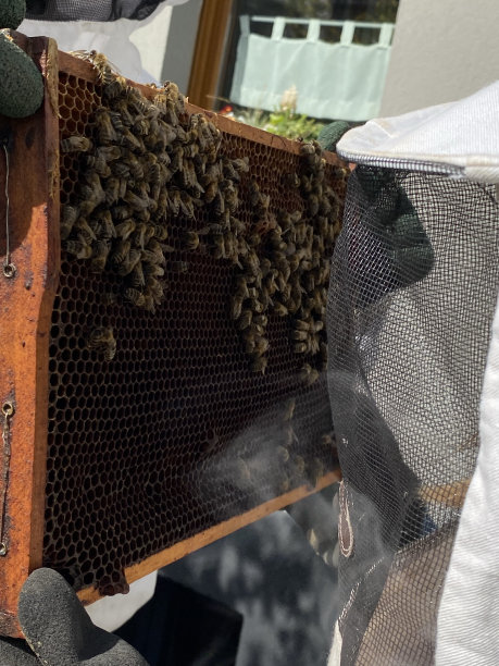 beekeeper