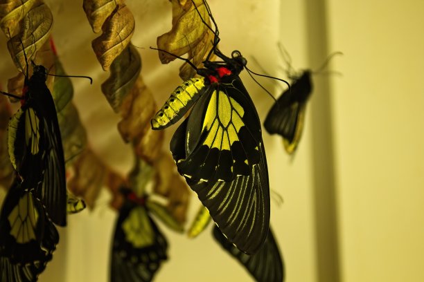 ornithoptera