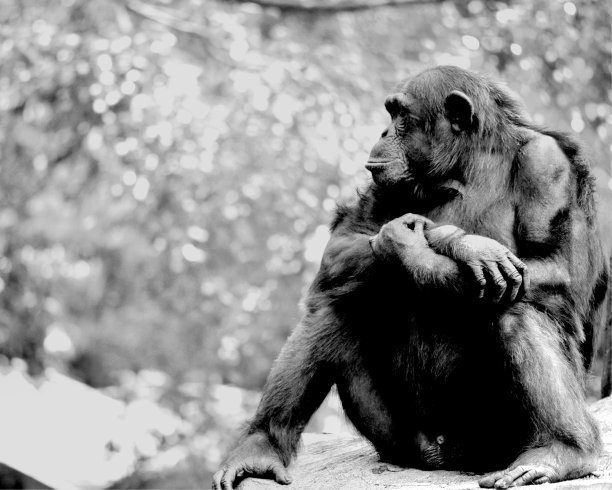 ape