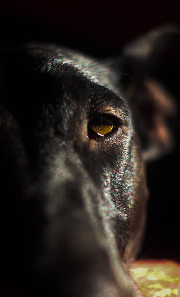 stare