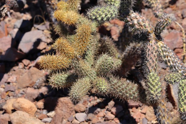 cholla