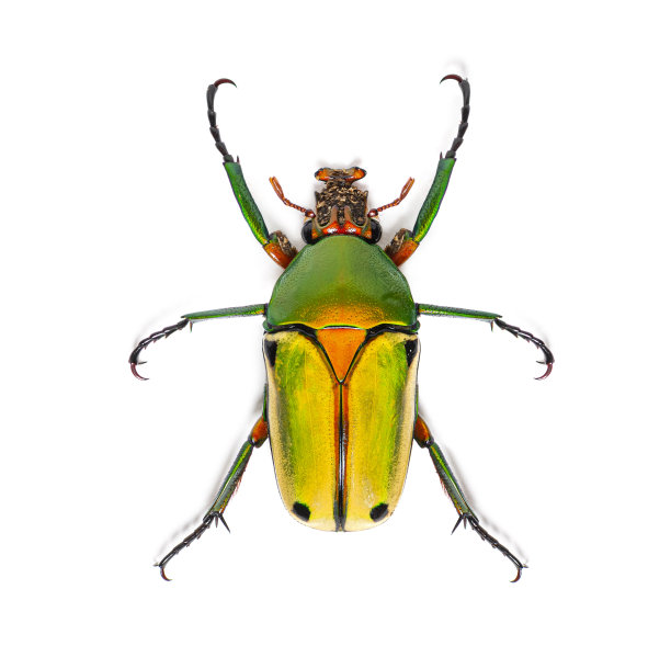 arthropod