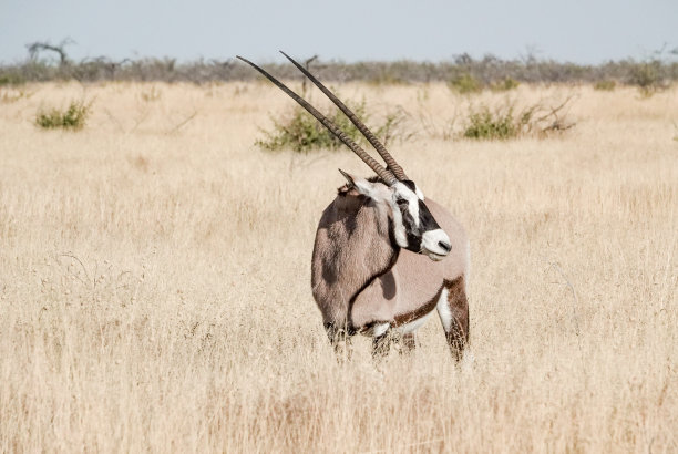 gemsbok