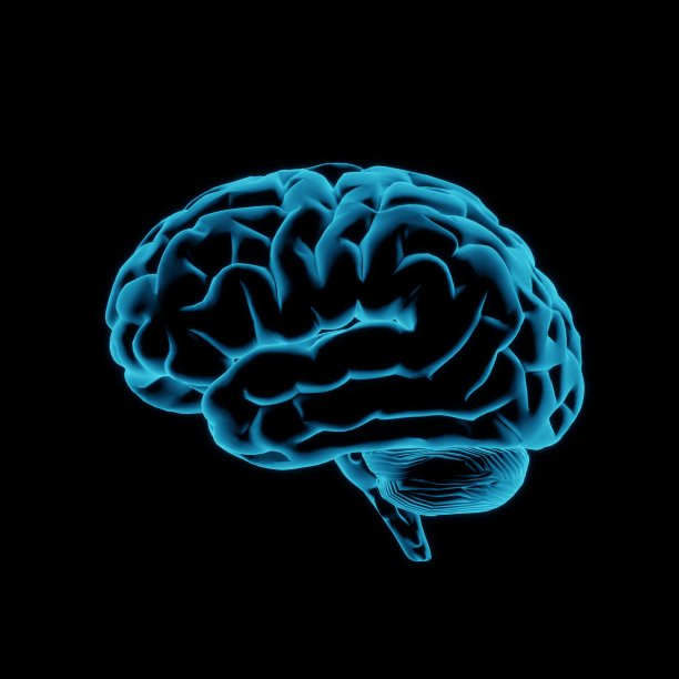 cerebrum