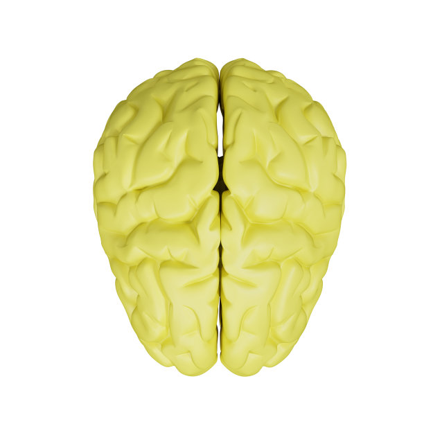 cerebrum