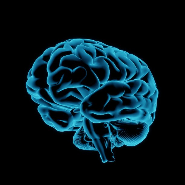 cerebrum