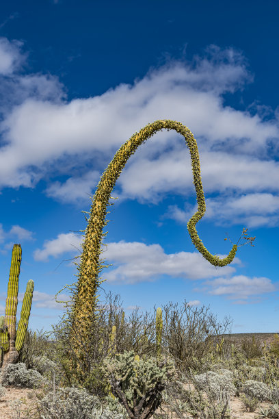 ocotillo