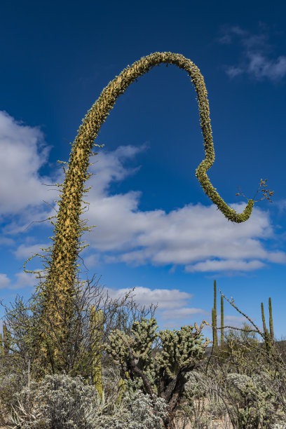 ocotillo