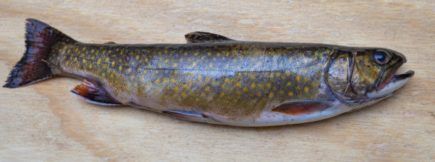 salvelinus