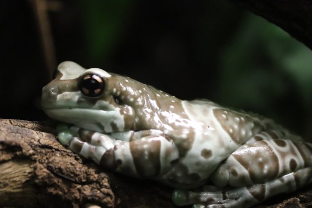 dendrobates