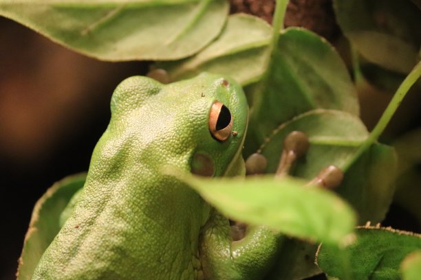 dendrobates