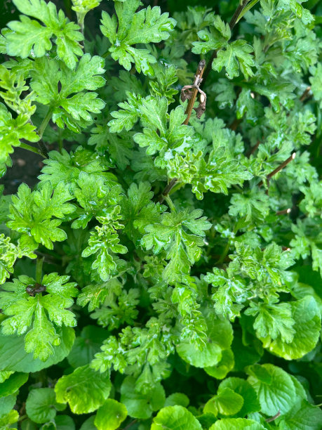 wormwood