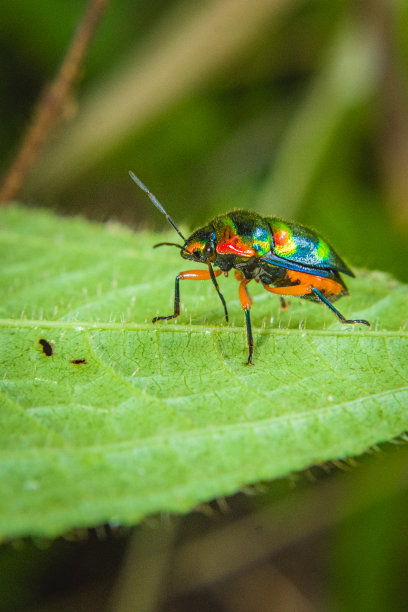 entomology