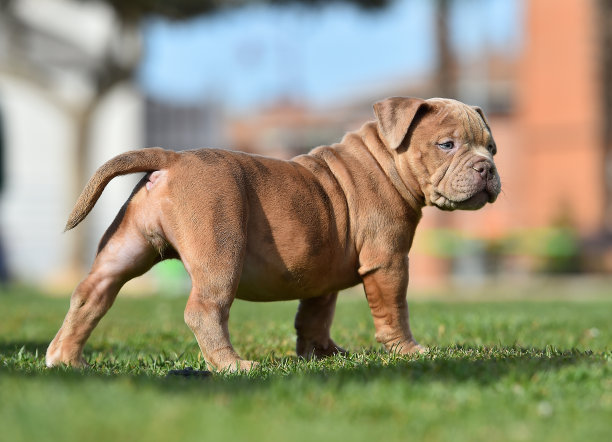 pedigree