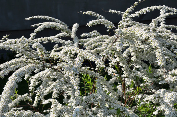 filipendula