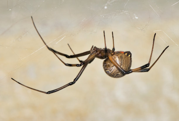 arachnid