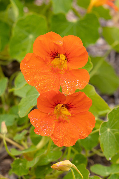 nasturtium