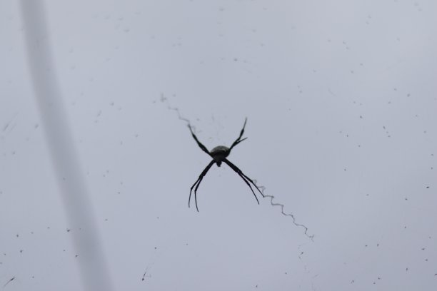 arachnid