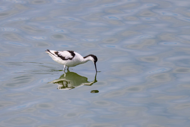 charadriiformes