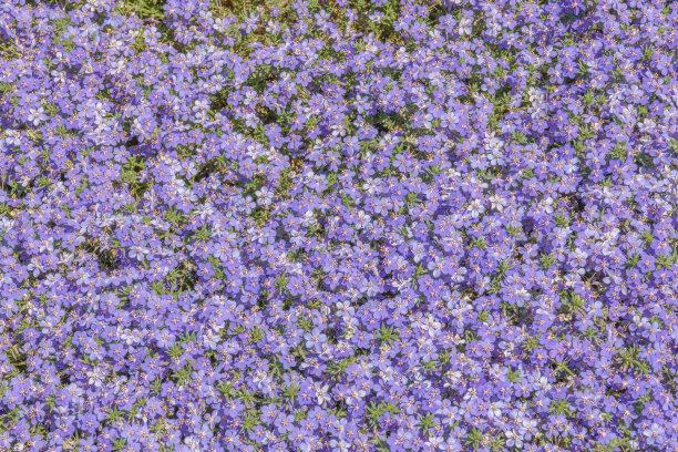 wildflower
