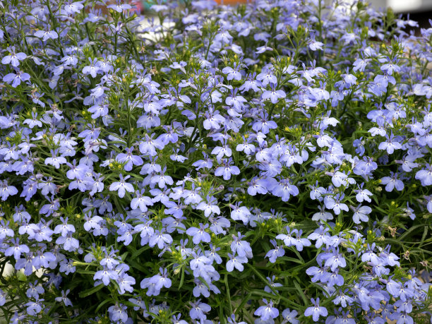 lobelia