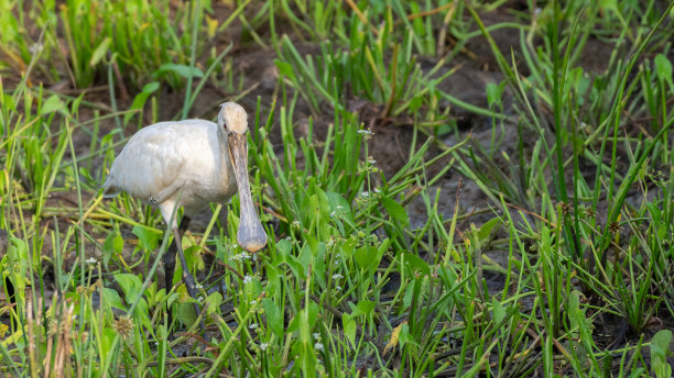 spoonbill