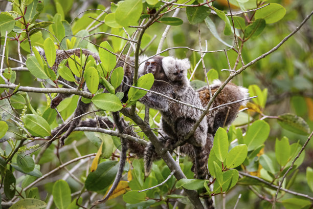 marmosets