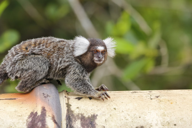 marmoset