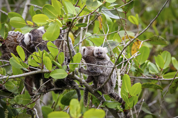 marmoset