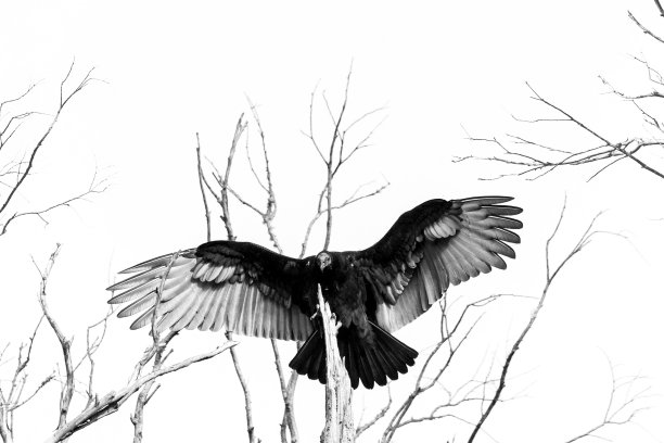 raven