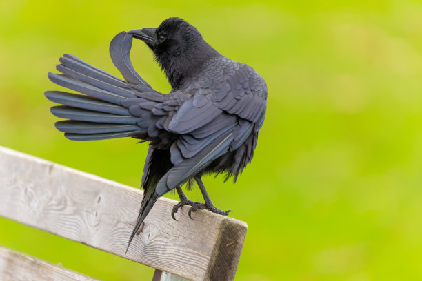 preen