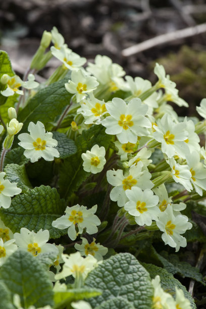 primula
