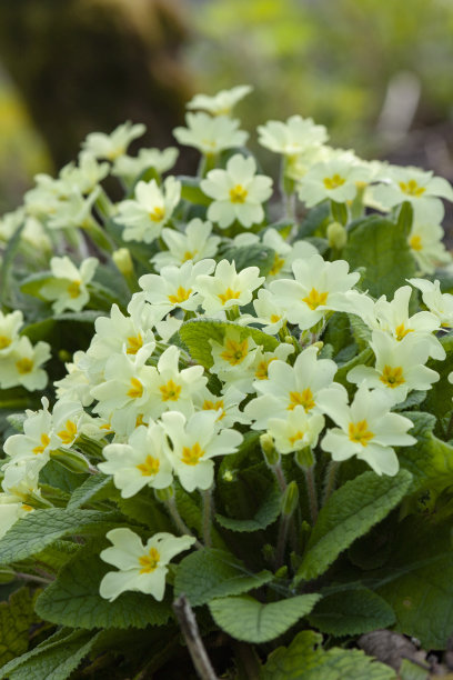 primula