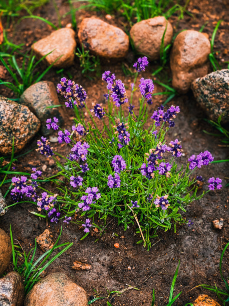 calluna
