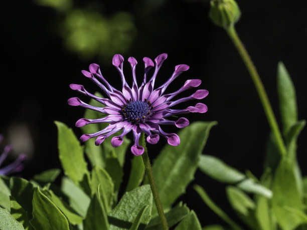 精美紫色绿色圆形花纹图案